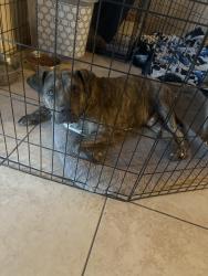 Found/Stray Male Dog last seen 55th ave and baseline, Phoenix, AZ 85339