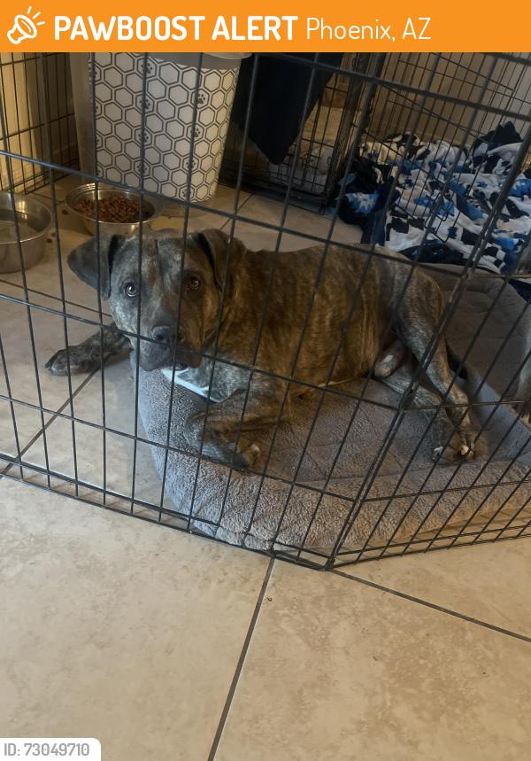 Found/Stray Male Dog last seen 55th ave and baseline, Phoenix, AZ 85339