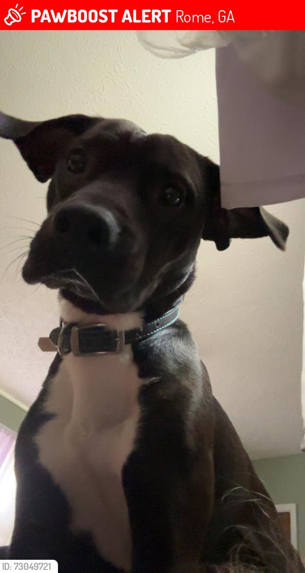 Lost Male Dog last seen Lovell road, Rome, GA 30161