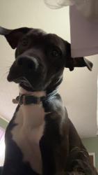 Lost Male Dog last seen Lovell road, Rome, GA 30161