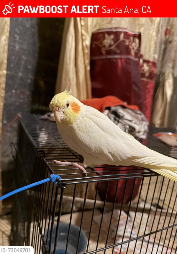 Lost Unknown Bird last seen Camille & Jackson, Santa Ana, CA 92704