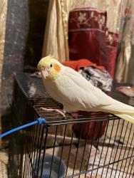 Lost Unknown Bird last seen Camille & Jackson, Santa Ana, CA 92704