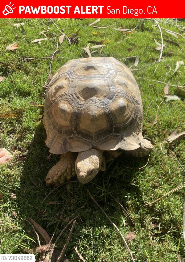 Lost Unknown Reptile last seen bahia lane in la jolla on mount soledad, San Diego, CA 92037
