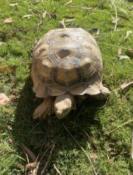 Lost Unknown Reptile last seen bahia lane in la jolla on mount soledad, San Diego, CA 92037