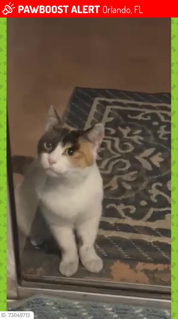 Lost Female Cat last seen Near Mosshart lane , Orlando, FL 32825