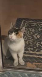 Lost Female Cat last seen Near Mosshart lane , Orlando, FL 32825