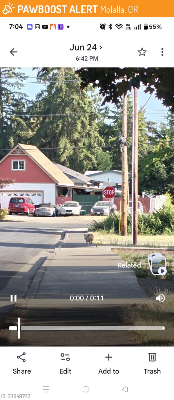 Found/Stray Unknown Dog last seen North Cole Avenue and Main St., Molalla, OR 97038