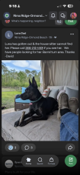 Reunited Female Dog last seen Barrel Turn & Rodeo Rd, Country Acres, FL 32174, USA, Country Acres, FL 32174