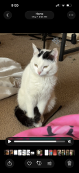 Lost Male Cat last seen hill ave, Toledo, OH 43607