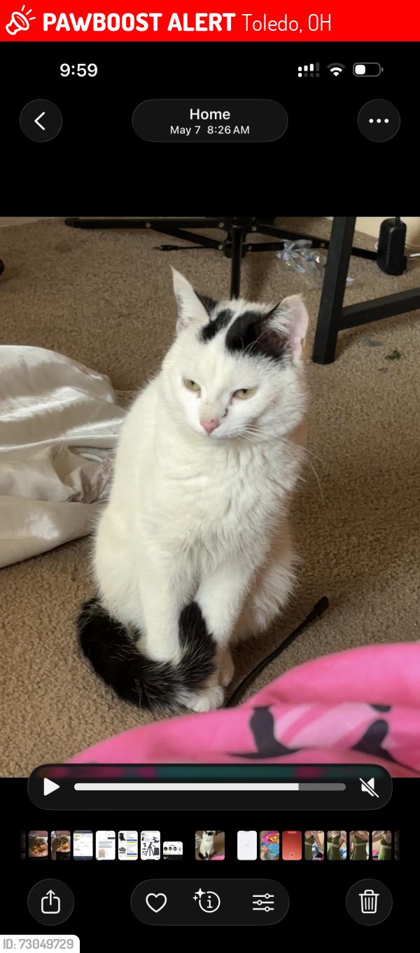 Lost Male Cat last seen hill ave, Toledo, OH 43607