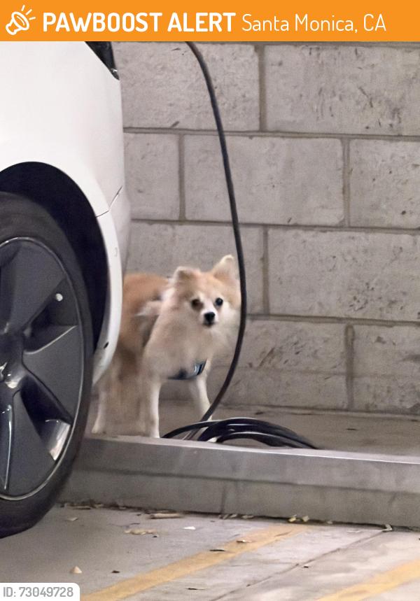 Found/Stray Unknown Dog last seen Wilshire & 5th street , Santa Monica, CA 90403