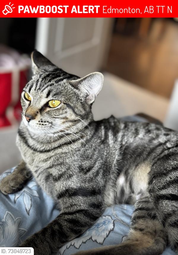 Lost Female Cat last seen Rosenthal , Edmonton, AB T5T 7N9