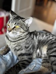 Lost Female Cat last seen Rosenthal , Edmonton, AB T5T 7N9