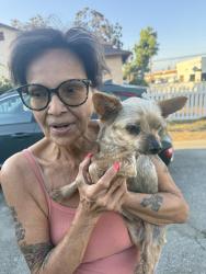 Reunited Female Dog last seen Hacienda Blvd and Gale, Hacienda Heights, CA 91745