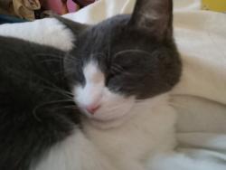 Lost Male Cat last seen East 25th St and South 28th Ave in the Seward Neighborhood, Minneapolis, MN 55406