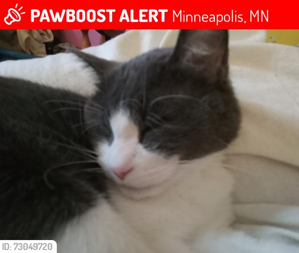 Lost Male Cat last seen East 25th St and South 28th Ave in the Seward Neighborhood, Minneapolis, MN 55406