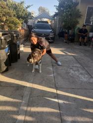 Reunited Unknown Dog last seen Figueroa and Imperial , Los Angeles, CA 90061