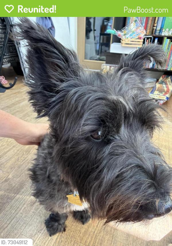 Reunited Female Dog last seen Artesia and aviation , Redondo Beach, CA 90278