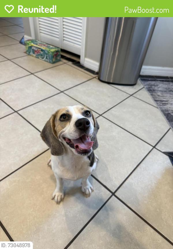 Reunited Female Dog last seen NW 3rd Ter Cape Coral, FL, Cape Coral, FL 33993