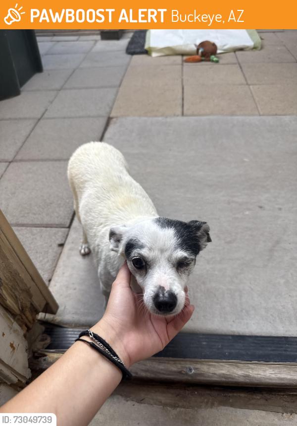 Found/Stray Female Dog last seen Jackrabbit and van Buren, Buckeye, AZ 85236