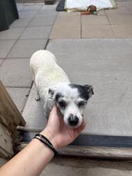 Found/Stray Female Dog last seen Jackrabbit and van Buren, Buckeye, AZ 85236