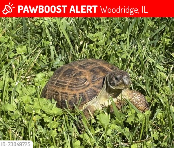 Lost Male Reptile last seen Maxwell Drive and 63rd Street in Woodridge, Woodridge, IL 60517