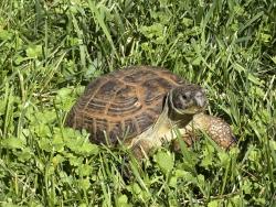 Lost Male Reptile last seen Maxwell Drive and 63rd Street in Woodridge, Woodridge, IL 60517