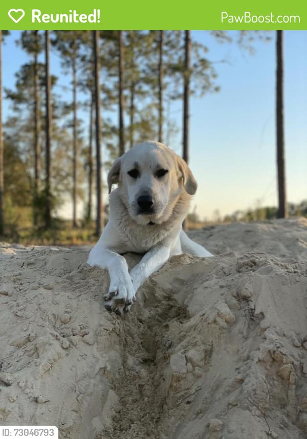 Reunited Male Dog last seen Griffin View Drive and Grays Airport, Lady Lake, FL 32159