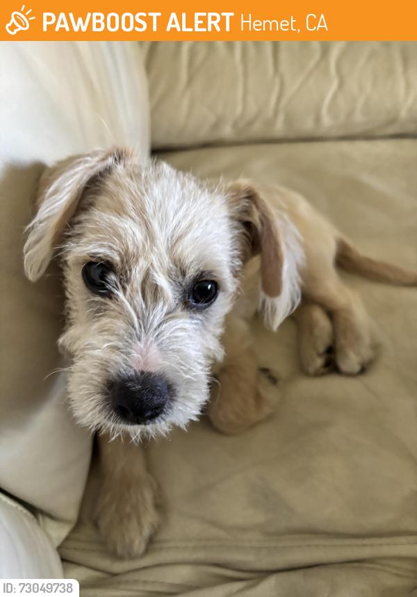 Found/Stray Male Dog last seen Dartmouth st, Hemet, CA 92544