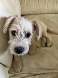 Found/Stray Male Dog last seen Dartmouth st, Hemet, CA 92544