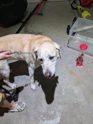Found/Stray Female Dog last seen Harmony Street, Fort Collins, CO 80526
