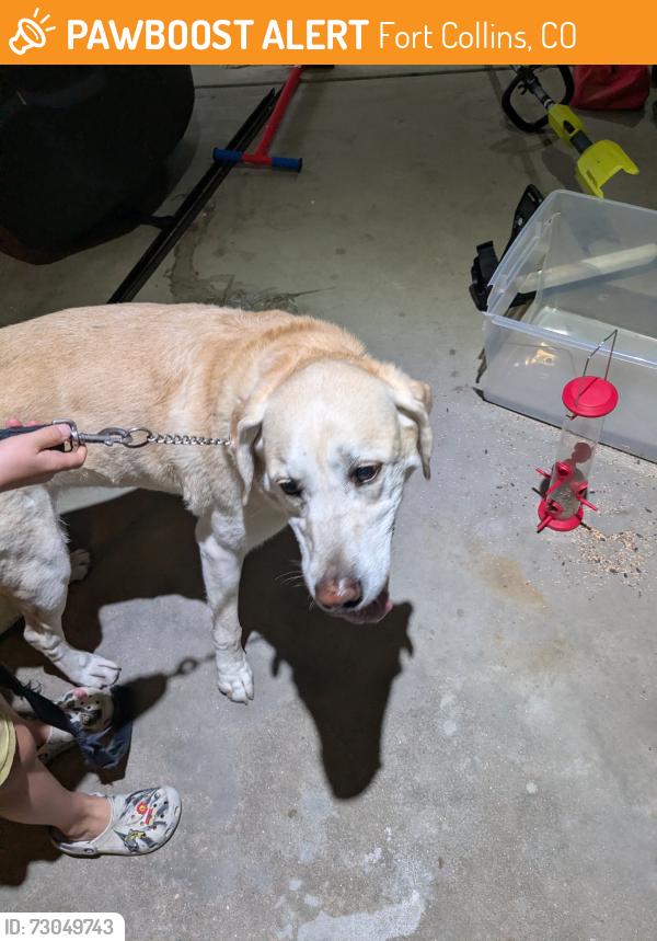 Found/Stray Female Dog last seen Harmony Street, Fort Collins, CO 80526