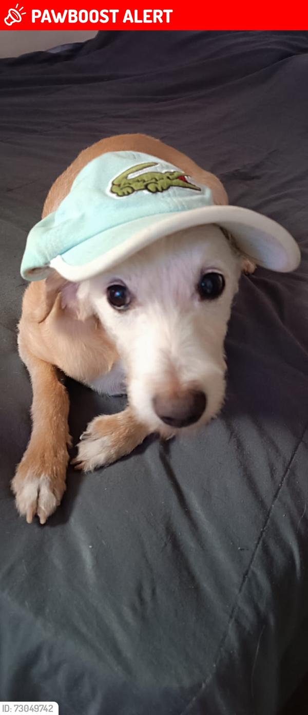 Lost Male Dog last seen Praça Brejetuba vila prudente e foi visto na mooca, Quinta da Paineira, SP 03151-030