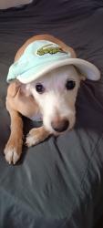 Lost Male Dog last seen Praça Brejetuba vila prudente e foi visto na mooca, Quinta da Paineira, SP 03151-030