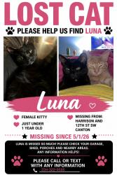 Lost Female Cat last seen Harrison Ave SW, Canton, OH 44706