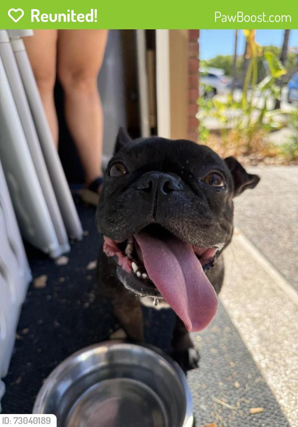 Reunited Female Dog last seen Torrey pines , Murrieta, CA 92563