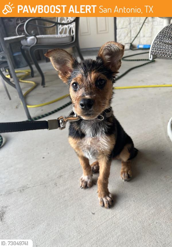 Found/Stray Female Dog last seen Mann Weimer Way, San Antonio, TX 78233