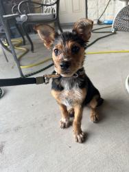 Found/Stray Female Dog last seen Mann Weimer Way, San Antonio, TX 78233