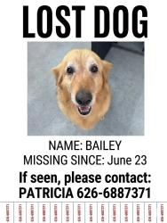 Reunited Female Dog last seen San Bernardino and mountain, Pomona, CA 91767
