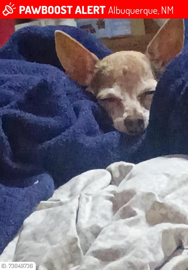 Lost Female Dog last seen Uñser and southern, Albuquerque, NM 87114