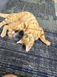 Lost Male Cat last seen Mesa Blvd, Chino Hills, CA 91709