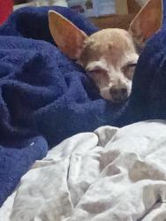 Lost Female Dog last seen Uñser and southern, Albuquerque, NM 87114