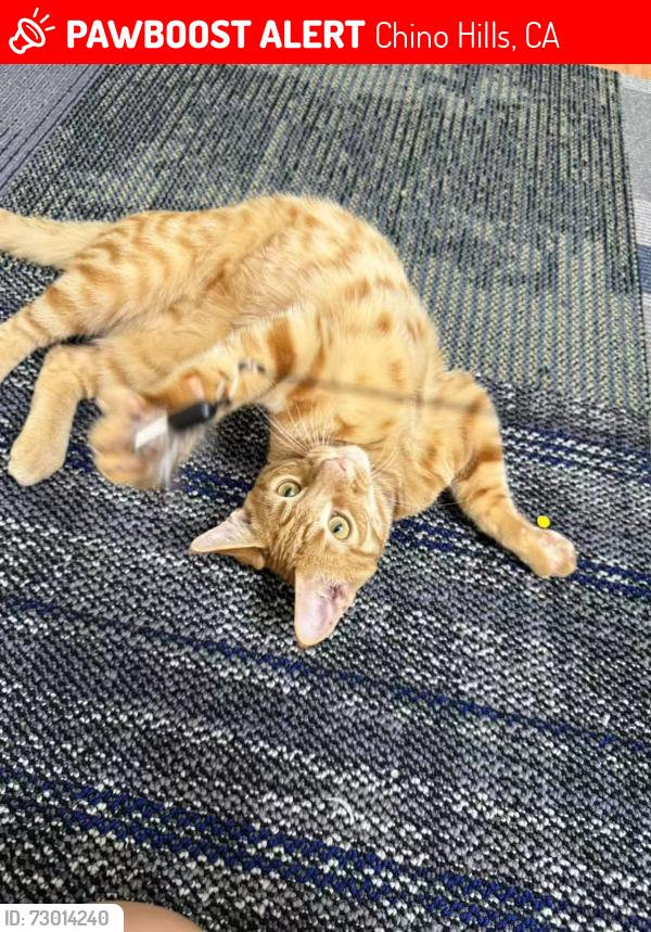 Lost Male Cat last seen Mesa Blvd, Chino Hills, CA 91709