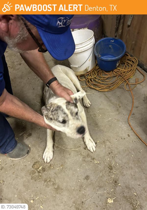 Found/Stray Male Dog last seen Roselawn cemetery , Denton, TX 76205