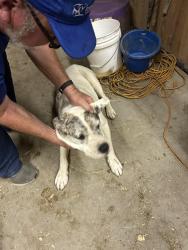 Found/Stray Male Dog last seen Roselawn cemetery , Denton, TX 76205