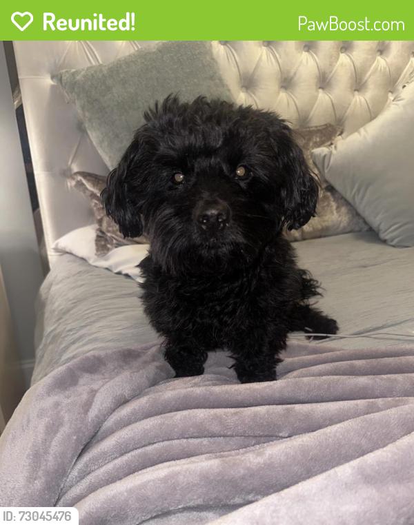 Reunited Male Dog last seen bayside drive , Buford, GA 30518