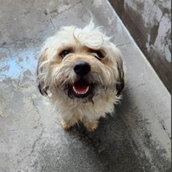Shelter Stray Male Dog last seen , 14409 Vanowen St, Van Nuys, CA 91405, USA