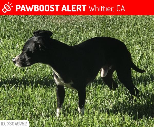 Lost Male Dog last seen Laurel Park, Whittier, CA 90605