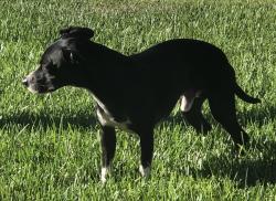 Lost Male Dog last seen Laurel Park, Whittier, CA 90605
