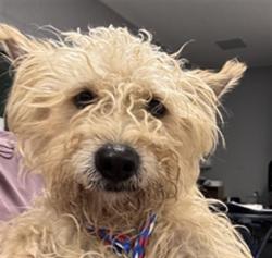 Shelter Stray Male Dog last seen DOUMA ST COACHELLA CA 92236, Thousand Palms, CA, USA